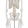 Medical and teaching models life-size Skeleton 180cm tall