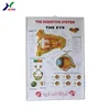 3D embossed poster,hospital anatomical chart,3D poster