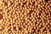 Kabuli Chickpea