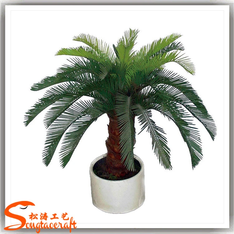 Customized China Suppliers Small Palm Trees Cycas Revoluta Price