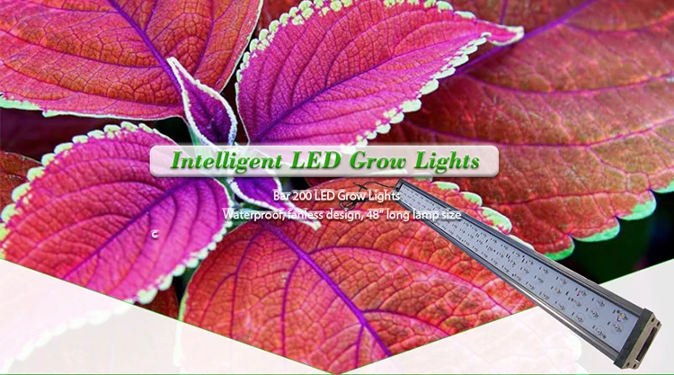 grow light.jpg
