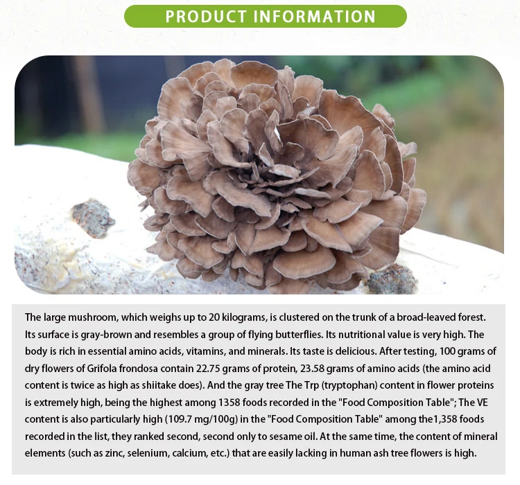 Price Organic Maitake Mushroom Hen Of The Woods Grifola Frondosa Dried