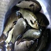 carp feed additive/feed material bile acids to boost growth performance