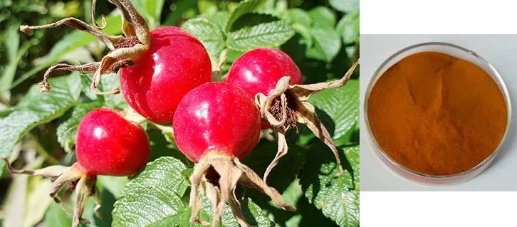 factory supply rose hips rose hips extract