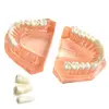 Dental model articulated 3d chart