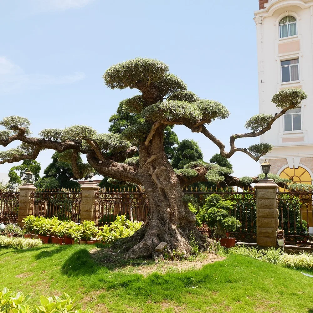 Top How Big Are Bonsai Trees of the decade The ultimate guide 