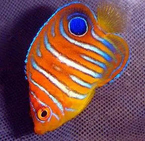 Who Is The Best Tropical Fish Food Supplier Who Is The Best Tropical Fish Food Supplier