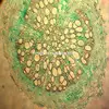biology botany and plant tissue slides