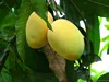 FAJRI Mangoes