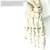 Human Foot Joint Anatomy, Human Foot Bone Skeleton Model on Base,Life Size, Science Study Display Teaching Medical Models, 12347