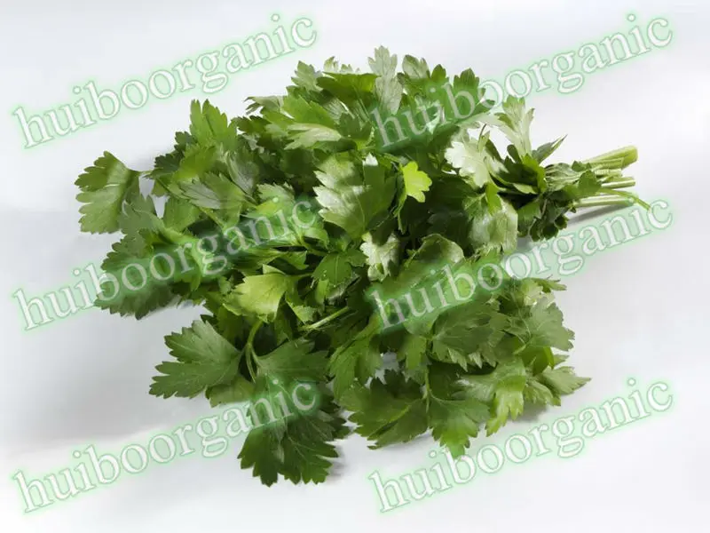Parsley powder 01