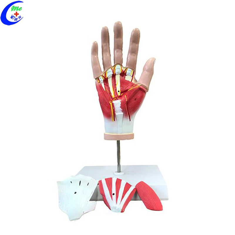 Plastic Hand Anatomical Model Buy Hand Model,Plastic Hand Model