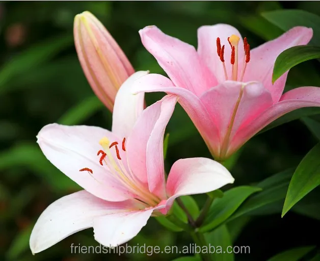 ユリカサブランカ盆栽 オリエンタルユリ鉢植え Buy ユリカサブランカ オリエンタルユリ木 鉢植えユリの花 Product On Alibaba Com