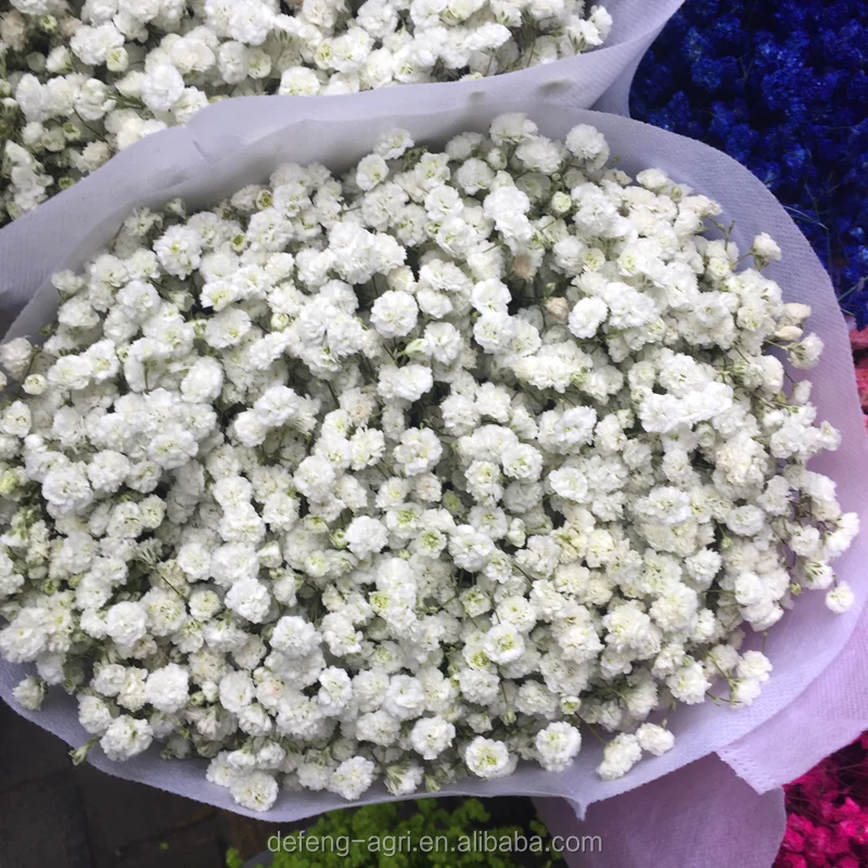 Gypsophila De Grado A Conserva El Aliento De Bebe De Flores Secas A Precio De Venta Al Por Mayor Buy Preservado Secado Seco Preservado Preservado Deshidratado Seco Conservado Secado Seco Product On Alibaba Com