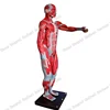 2013 HOT SALE 170cm Life Size male muscle mode with organs anatomy model