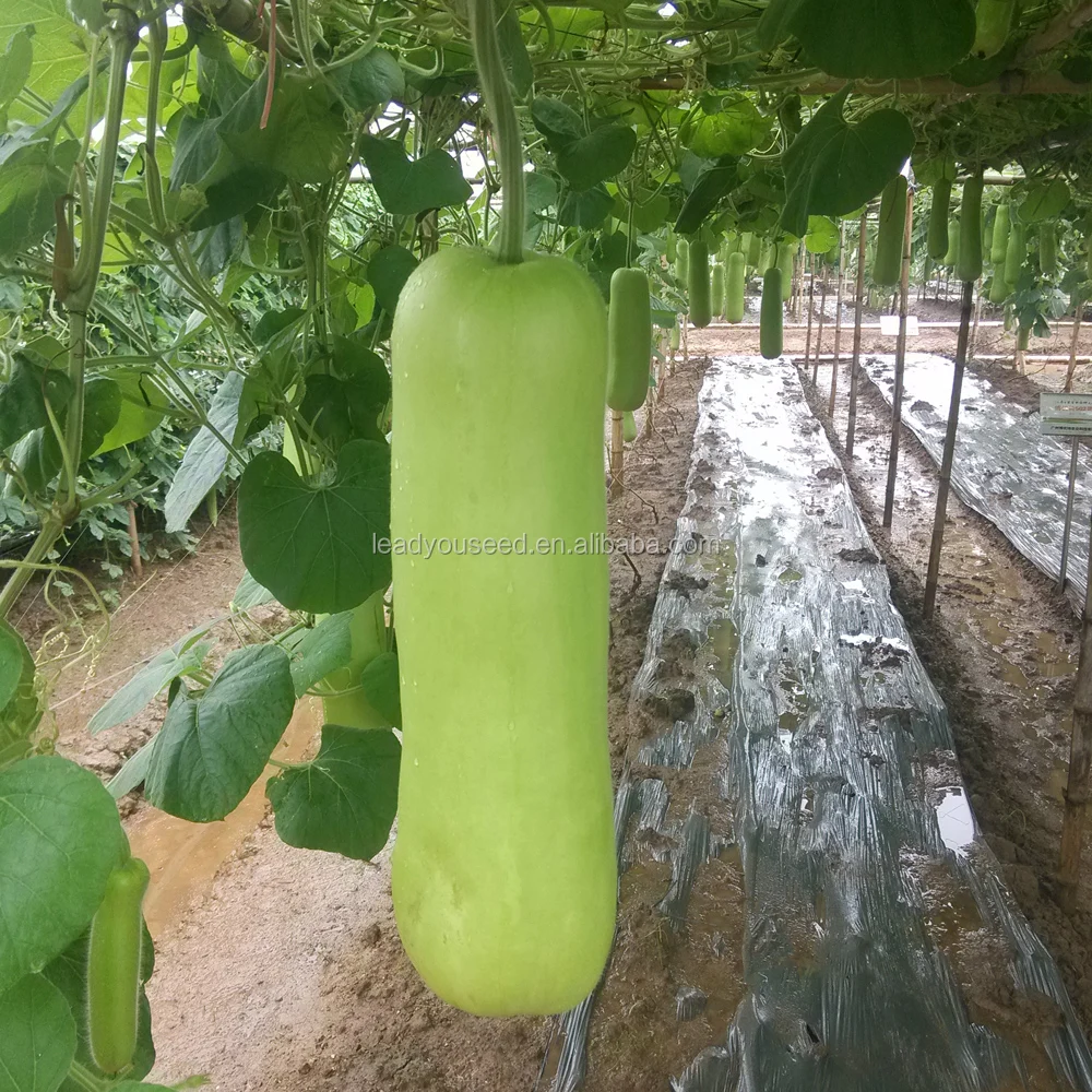 Btg01 Xiancun Midmaturity High Yield Bottle Gourd Seeds Buy Bottle