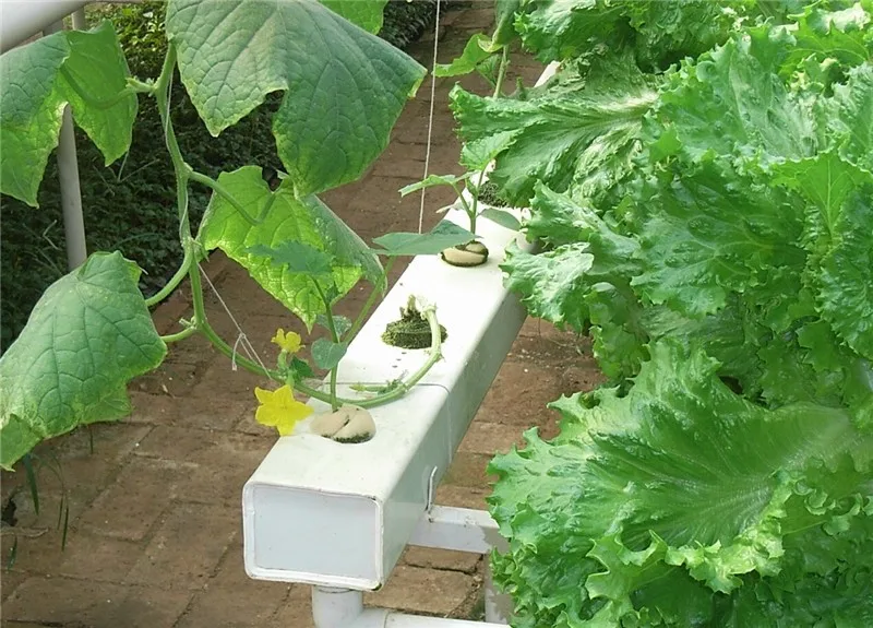 High Quality Soilless Cultivation Tomato Cucumber Grape Hydroponic Nft