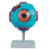 Eye Orbital Anatomical Structure Model, Human Eyes Anatomy Model, Eye in Bony Orbit for Education