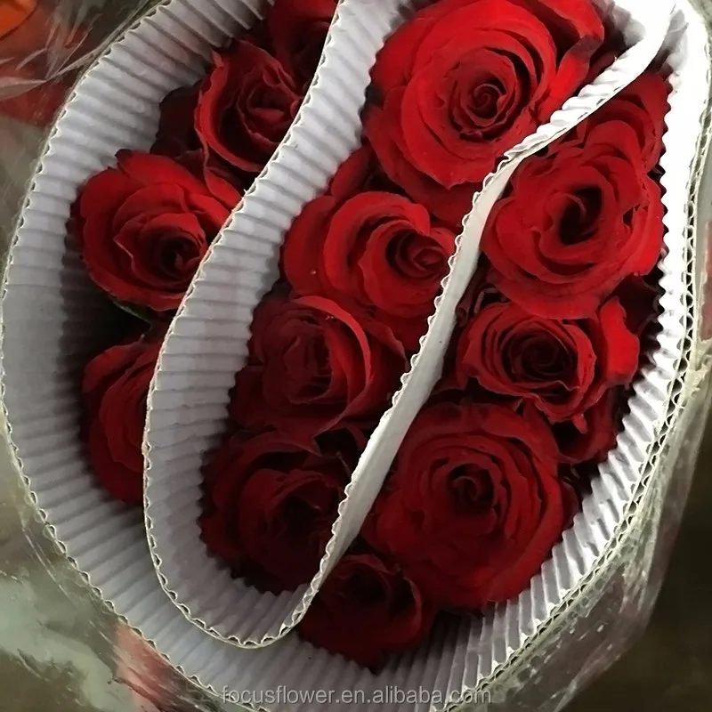 Carola Red Rose Flower (33)