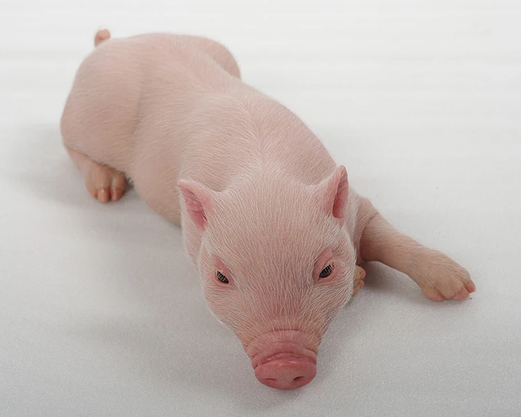 cute pig statue