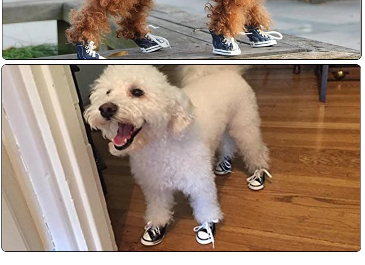 cute dog shoes