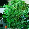 HX bambou simulation Bamboo- bamboos plant fake plants with pot/artificial bonsai tree plastic bonsai trees