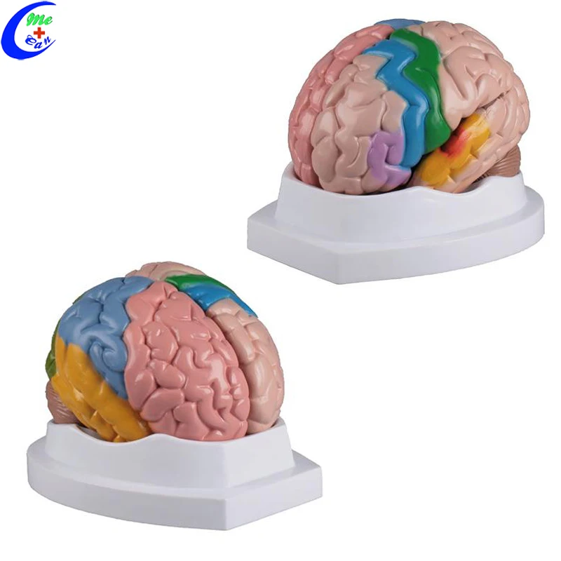 teaching resources medical science it shows brain anatomy