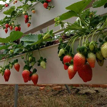 hydroponic aquaponics strawberry growing systems pvc gully
