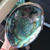 /product-detail/16cm-natural-polished-abalone-shells-for-soap-dish-60836157546.html