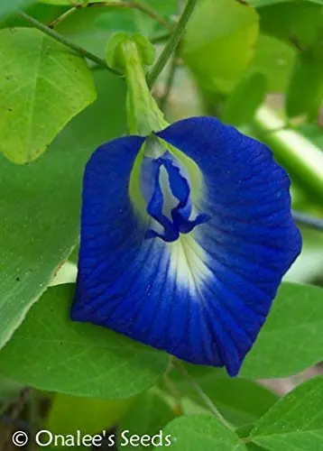 Buy Butterfly Pea Vine Seeds Rich Royal Blue Clitoria Ternatea Bunga Telang Edible Tea And Decorative Butterfly Garden Host Plant 24 Seeds In Cheap Price On Alibaba Com