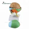 Including 7 Cervical Vertebrae, Nerve, Artery, 8 Parts Brain And Removable Plastic Skull 3D Model