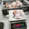 Stable Supply Peru Origin Well cleaned giant squid neck