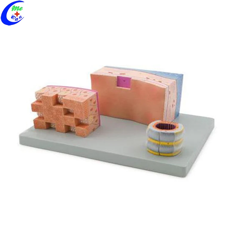 respiratory system model