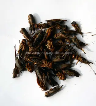 Beku Kering Jangkrik Makanan Hewan Burung Reptil Buy Jangkrik