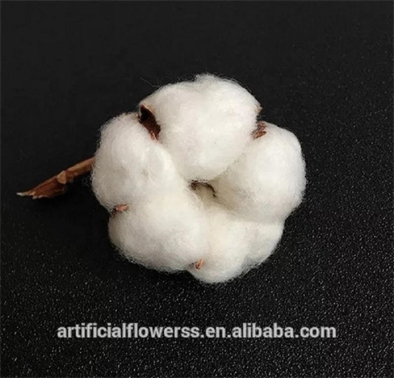 Cotton-Flower (1).jpg