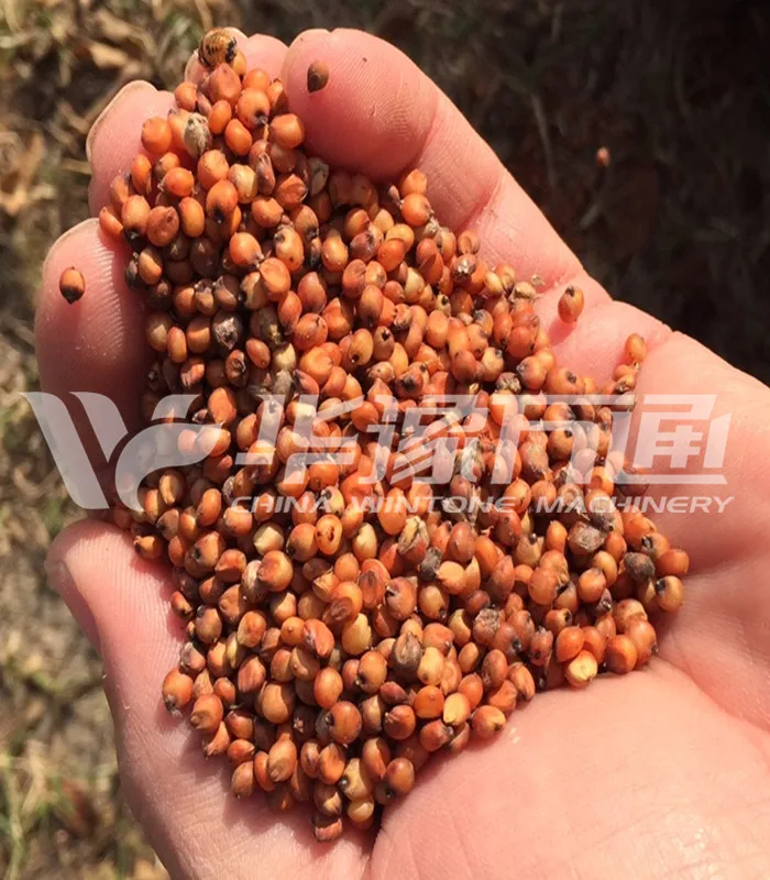 sorghum grain_ .jpg