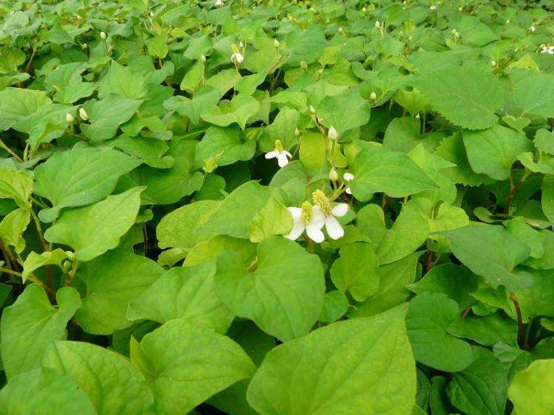 greenland chinese herbal 100% natural 10:1 heart