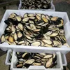 Frozen Half Shell Mussel 30-40pcs per KG