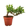 Ficus Microcarpa Mini Bonsai Indoor Green Plant For Sale