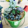 Succulent Plant Metal Tin Flower Pot
