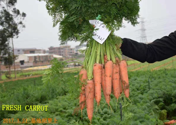 316 fresh carrot 2