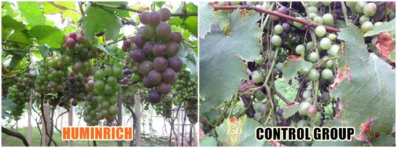 Humic Acid +Liquid Npk Fertilizer.jpg