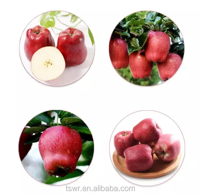 Sweet fresh huaniu apple from China Tianshui apple brand apple