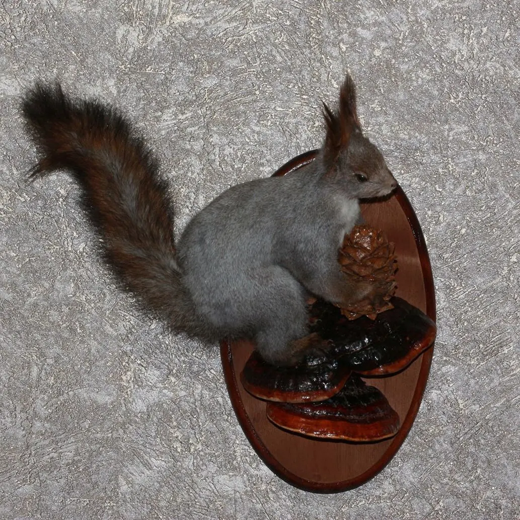 stuffed squirrel taxidermy for sale