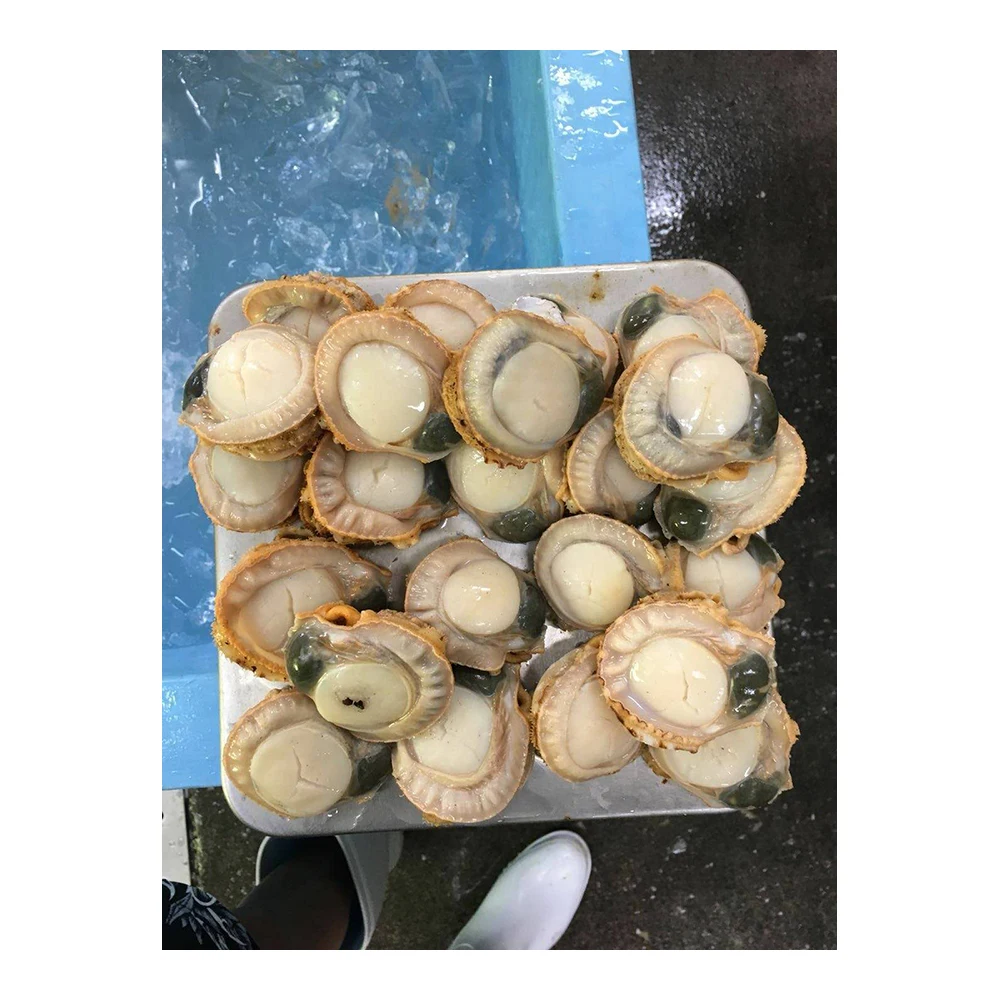 冷冻北海道海扇贝肉 - buy 扇贝贝壳散装,冷冻扇贝肉,冷冻北海道海贝