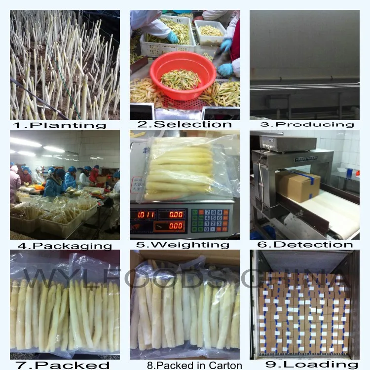 Producing Flow-White Asparagus