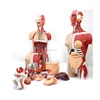High quality Human Anatomy Models