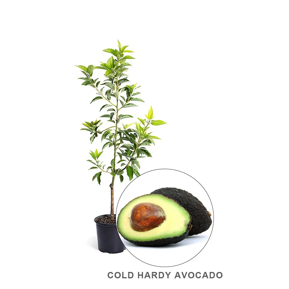 Fast Growth Rate Cold Hardy Avocado Tree Sapling Butyrospermum Parkii ...