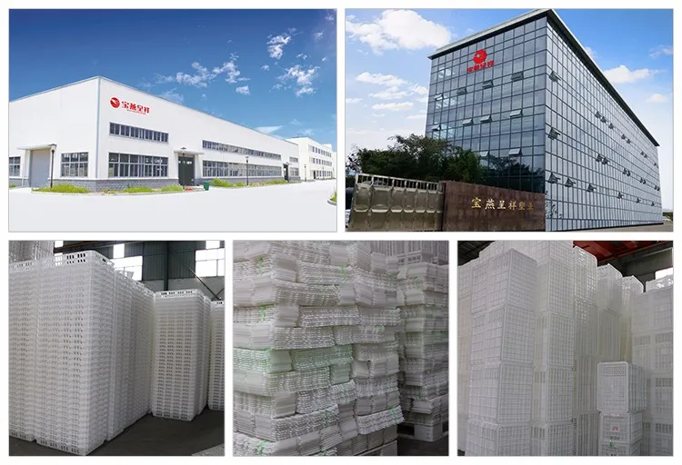 221cells plastic HDPE quail egg tray for wholesale .jpg