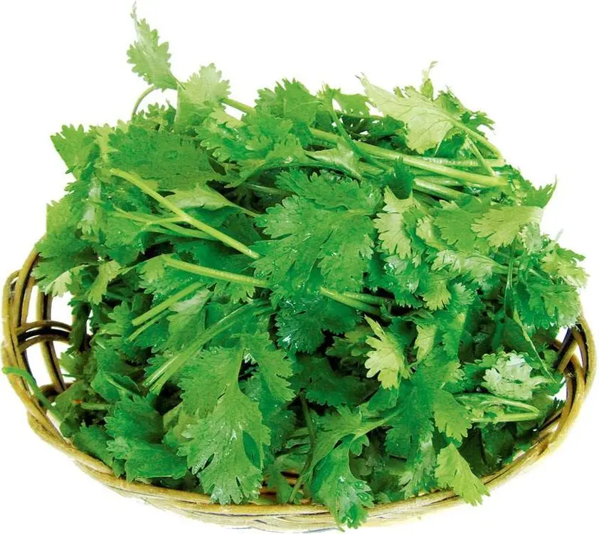factory supply high germination vegetable ukraine coriander seed